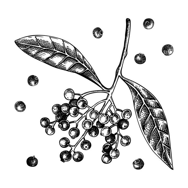 Allspice sketches set. Kitchen spice with berries drawing. Mexican herbs and spices hand-drawn vector illustration. NOT AI generated
